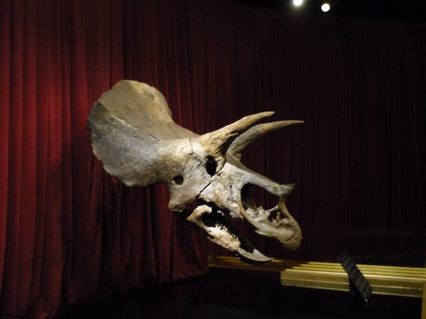 No podía faltar un dinosaurio...el Tryceratops!