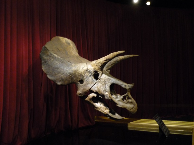 No podía faltar un dinosaurio...el Tryceratops!