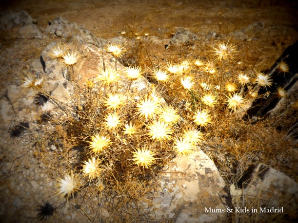 Flora de Castilla La Mancha