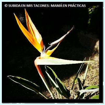 margasubidaenmistacones