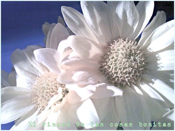 victoriarinconcosasbonitas